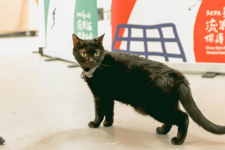 台北市寵物友善展區 台北方舟